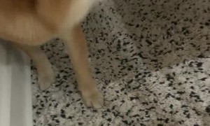 Doggo Says No Thanks