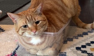 Cat Doesn't Tolerate Being Questioned