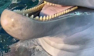 Dolphin Tells A Riveting Story