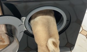 Biggie the Pug Helps with Laundry