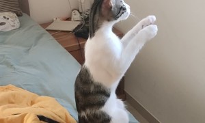 Cat Begs For The Birds To Come To The Window