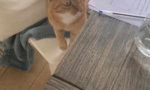 Cat Demands to be Heard