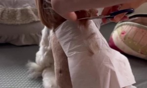 Shih Tzu Gets A Hair Trim