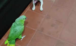 Bird Calls Dog A Dirty Word