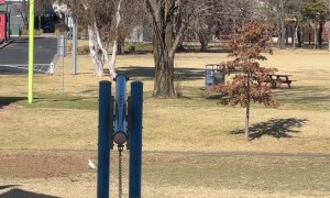 Parrots Love Playing on Large Teeter Totter