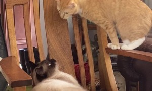 A Feline Faceoff