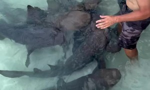 Instructor Talks to Nurse Sharks