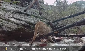 Mountain Lion Attacks An Elk