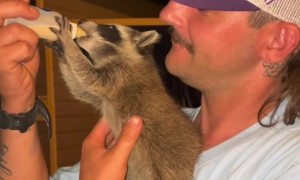 Bottle Time for Baby Raccoon