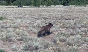 Even Grizzlies Look Both Ways Before Crossing the Street
