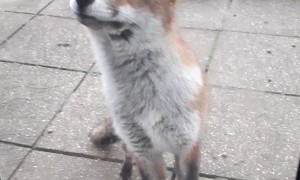 The Most Polite Visitor