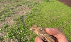 Helped a bird stuck in fence