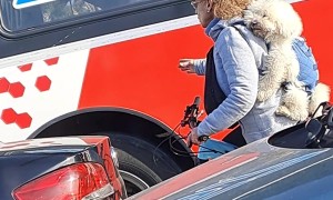 Backpack Pup Takes on City Streets