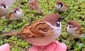 A grateful sparrow