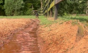 Australian Cattle Dog Loves Water