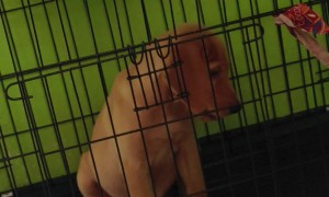 Watch This Dog Nose His Way Out