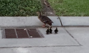 Rescuing Ducklings From A Storm Grate