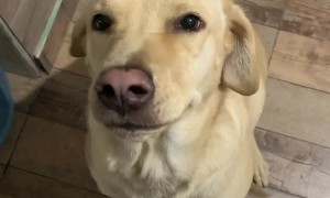 Guilty Dogs Are Completely Innocent