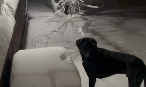 Snowfall Snack Time Canine Midnight Munchies