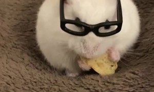 My hamster eating a banana biscotti treat with glasses on