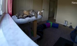 Buddy the Cat Turns Into Liquid