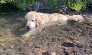 Dutch The Dog Enjoys The Simple Gifts Of Nature