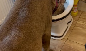 Pet Puma Drinks From Toilet