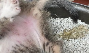 Kitten Has A Unique Way Of Relieving Himself