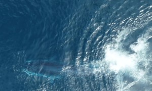 Aerial Footage of Bryde's Whale Feeding