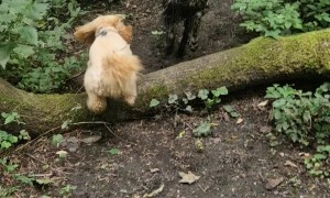 Golden Dog Turns Black With Mud