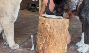 When You Include Your Pets in Your Skin Care Routine