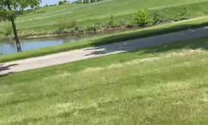 Vizsla pup rockets at over 34 mph unleashing lightning-fast speed