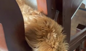 Labradoodle Loves to Sleep on Stairs