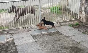 Tiny Dogs Chase Big Dog