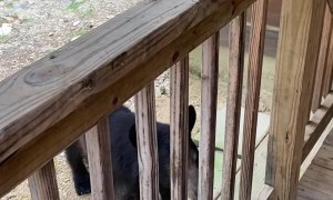 She Just Wants To Pet The Bear