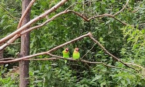Parrot Has a Little Too Much Fun on Tree Branch