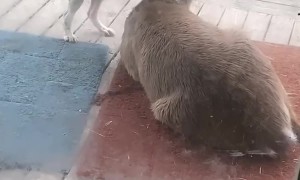 Puppy Just Wants To Play With Deer