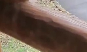 Black Bear Tries to Break Into Vehicle