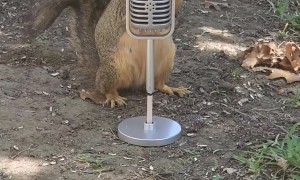 Zuzu Prepares For His Opening Act