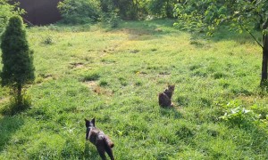 Over 300 Cats At This Cat Sanctuary