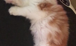 Massager Shakes Kitten