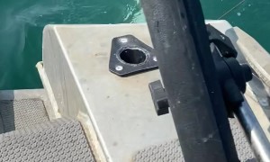 Orca Approaches Fishing Boat