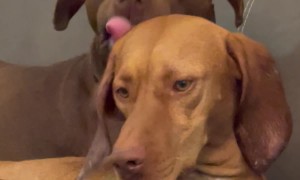 Dog Chews on Buddy's Ear