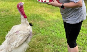 Frito The Turkey Gets Special Cake for His First Birthday