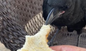 Sharing a Sandwich With a Friendly Crow