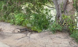 Alligators Cross Through Alligator Alley