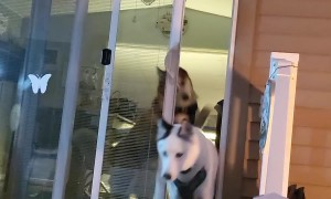 Huskies Want to Join the Party