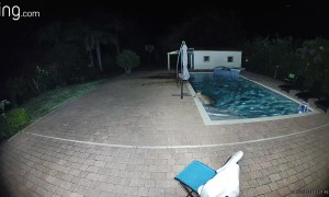 Deer Goes for a Late Night Swim in Pool