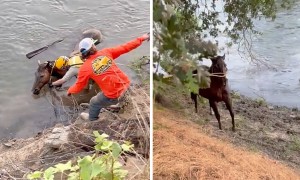Boating deputies and citizens rescue horse from river