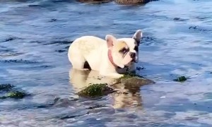 French Bulldogs In A Standoff